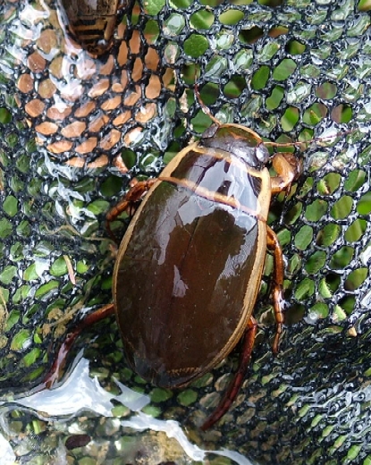 Dytiscus marginalis e Acilius sulcatus in quota